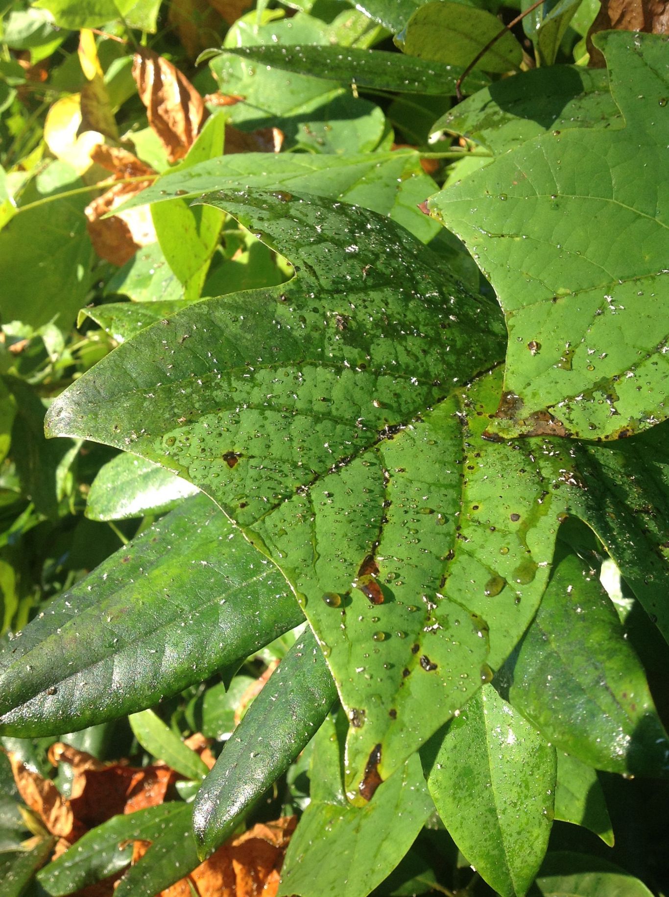 Arbor-wellness: Stop the Sticky Sap - Arborwell Professional Arborists ...