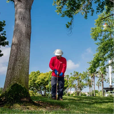 tree care